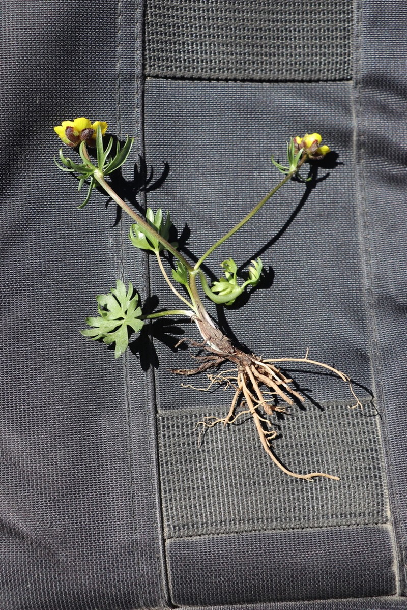 Ranunculus rubrocalyx