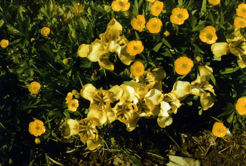 Ranunculus rubrocalyx photo 2