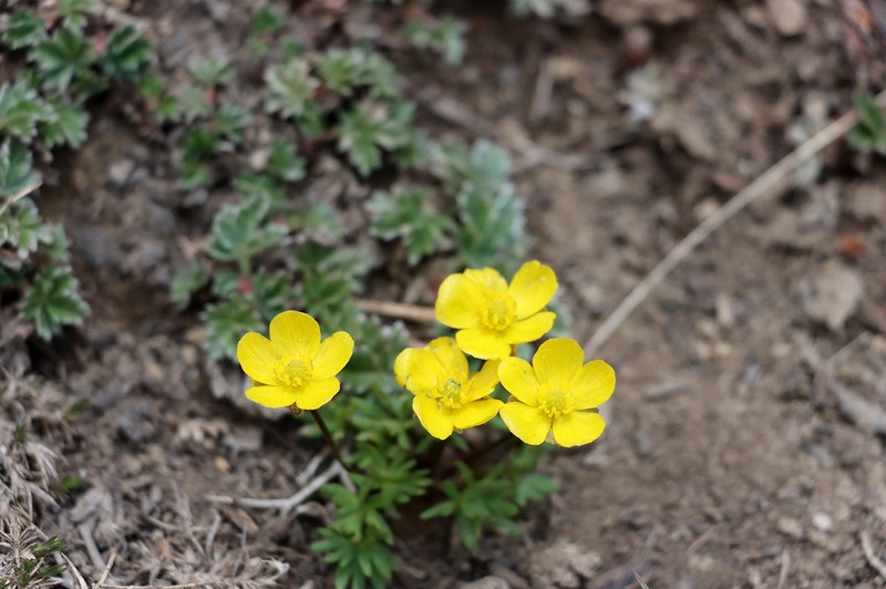 Ranunculus rubrocalyx photo 3