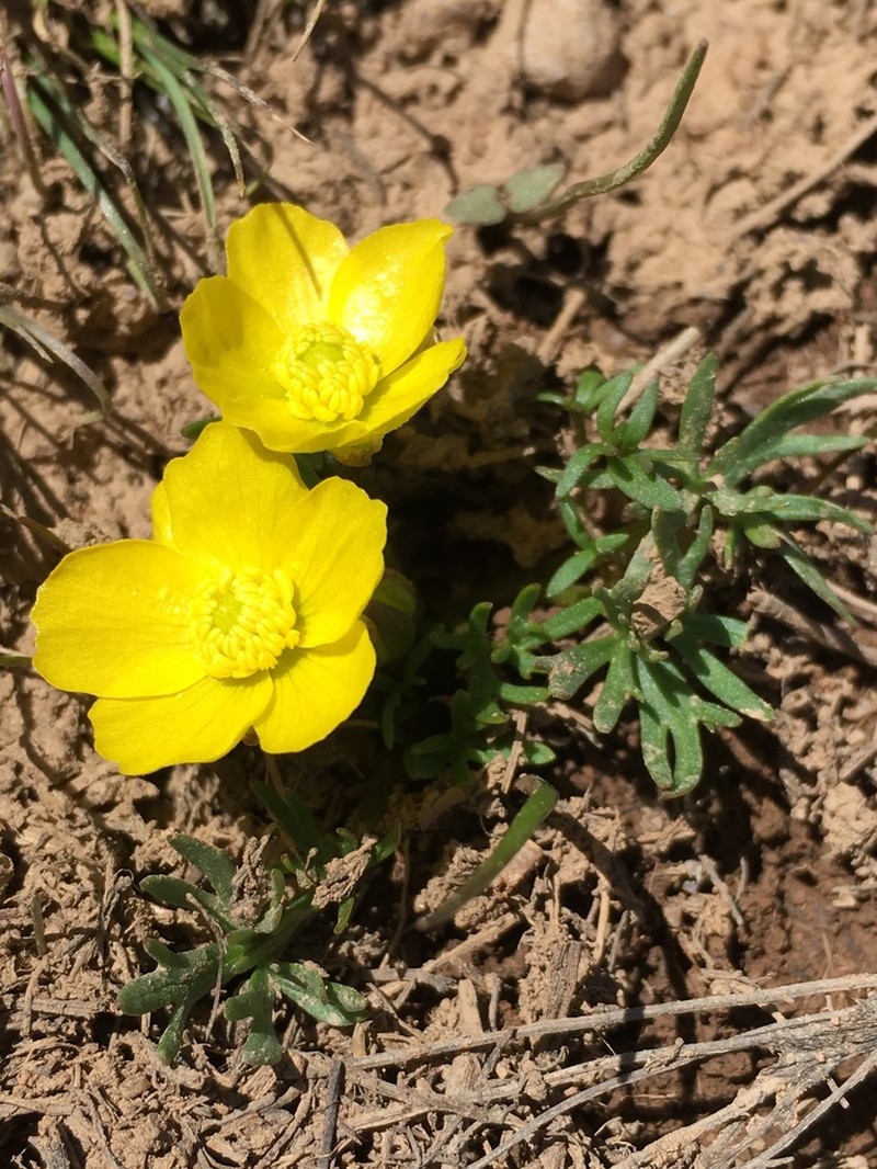 Ranunculus rufosepalus