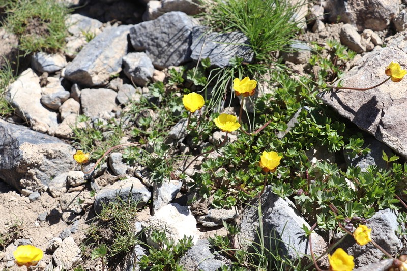 Ranunculus rufosepalus photo 2