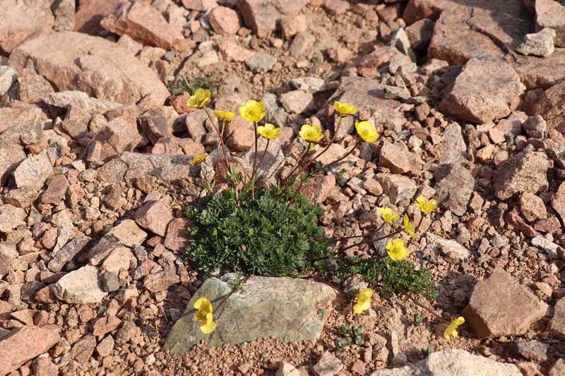 Ranunculus rufosepalus photo 3