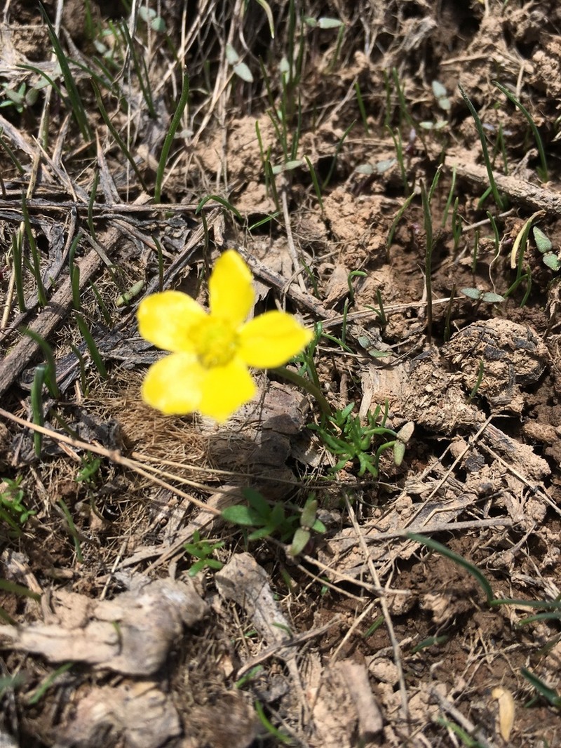 Ranunculus rufosepalus photo 4