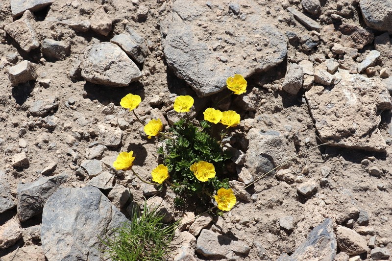 Ranunculus rufosepalus photo 5