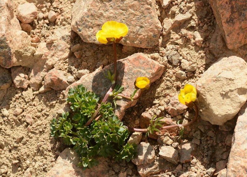 Ranunculus rufosepalus photo 6
