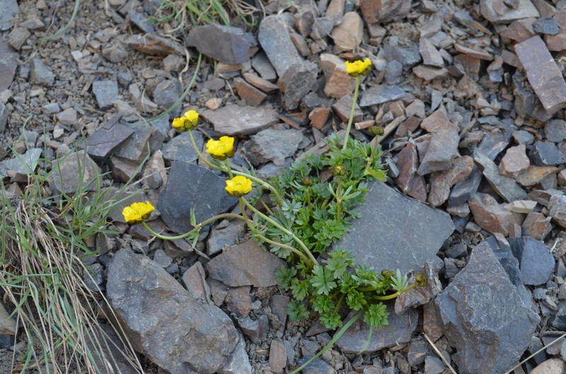 Ranunculus rufosepalus photo 7