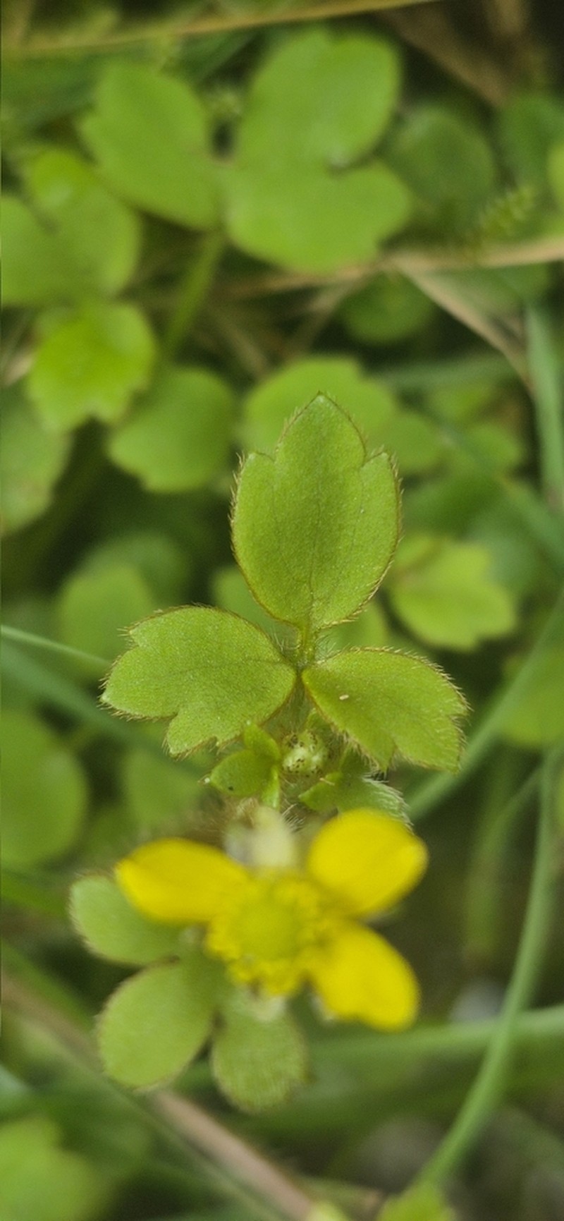 Ranunculus rufosepalus photo 8