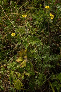 Ranunculus rugegensis
