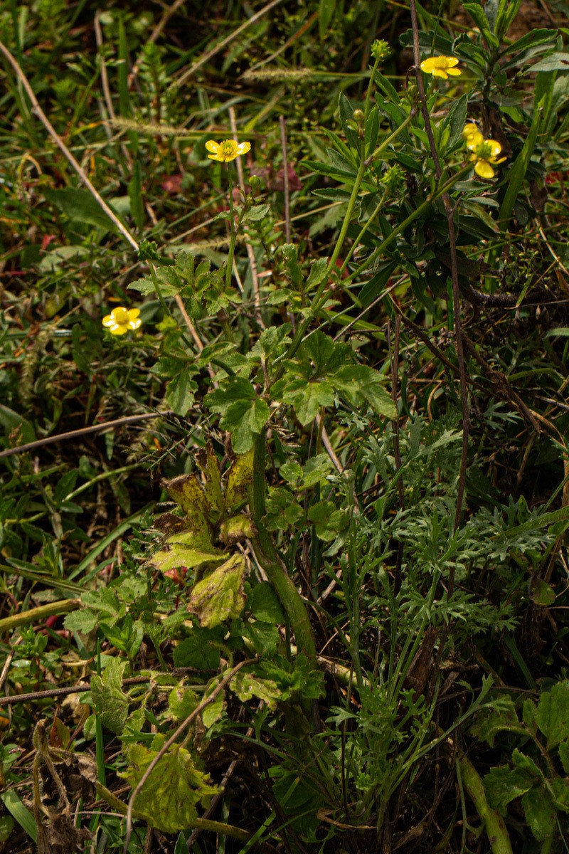 Ranunculus rugegensis