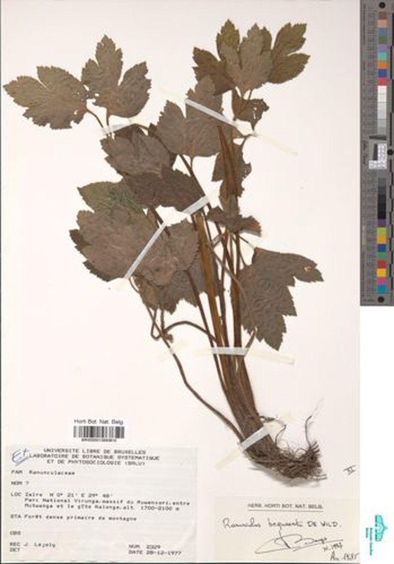Ranunculus rugegensis photo 2