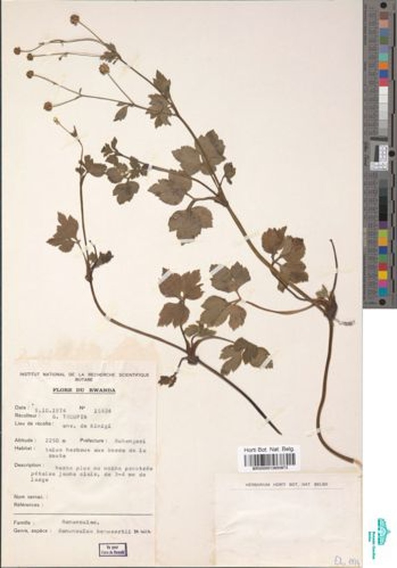 Ranunculus rugegensis photo 3