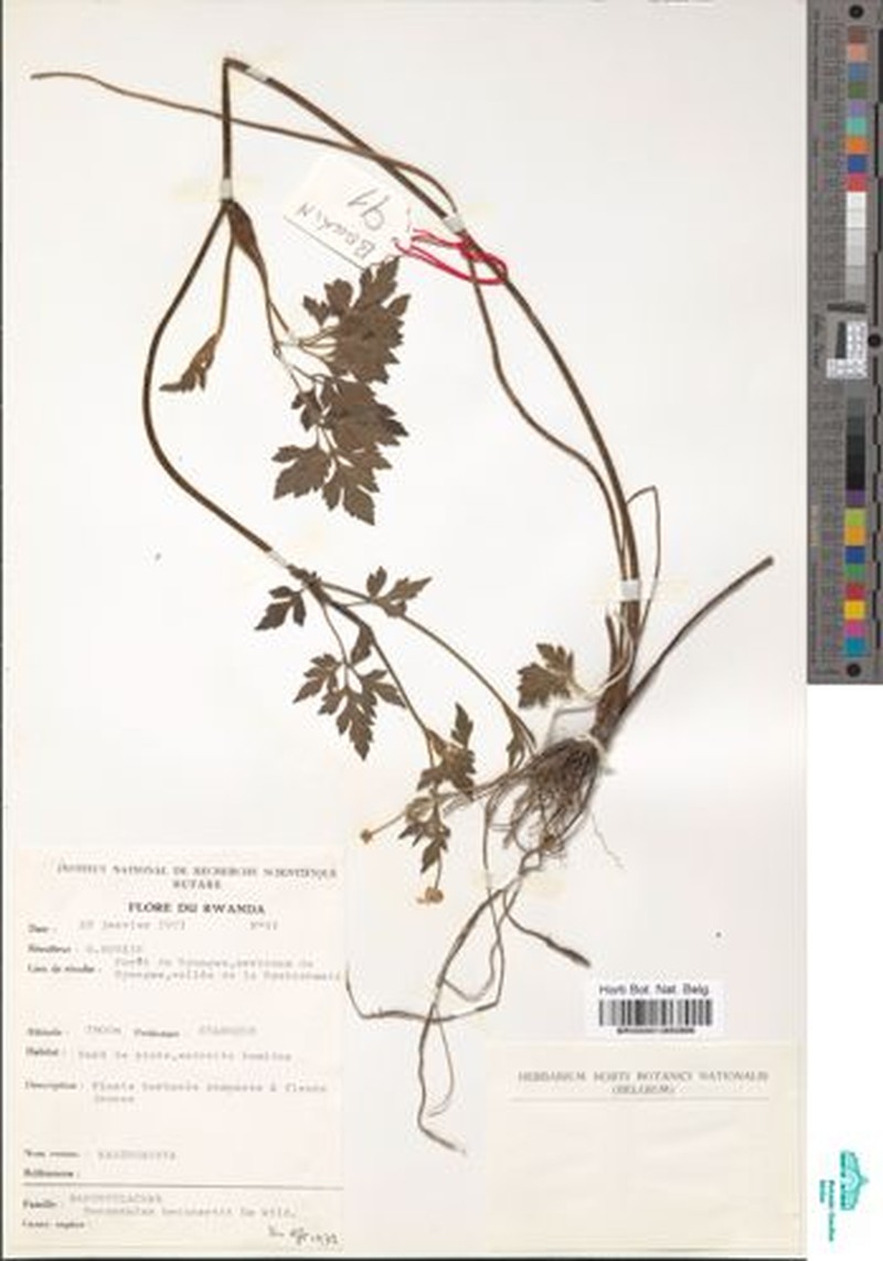 Ranunculus rugegensis photo 4