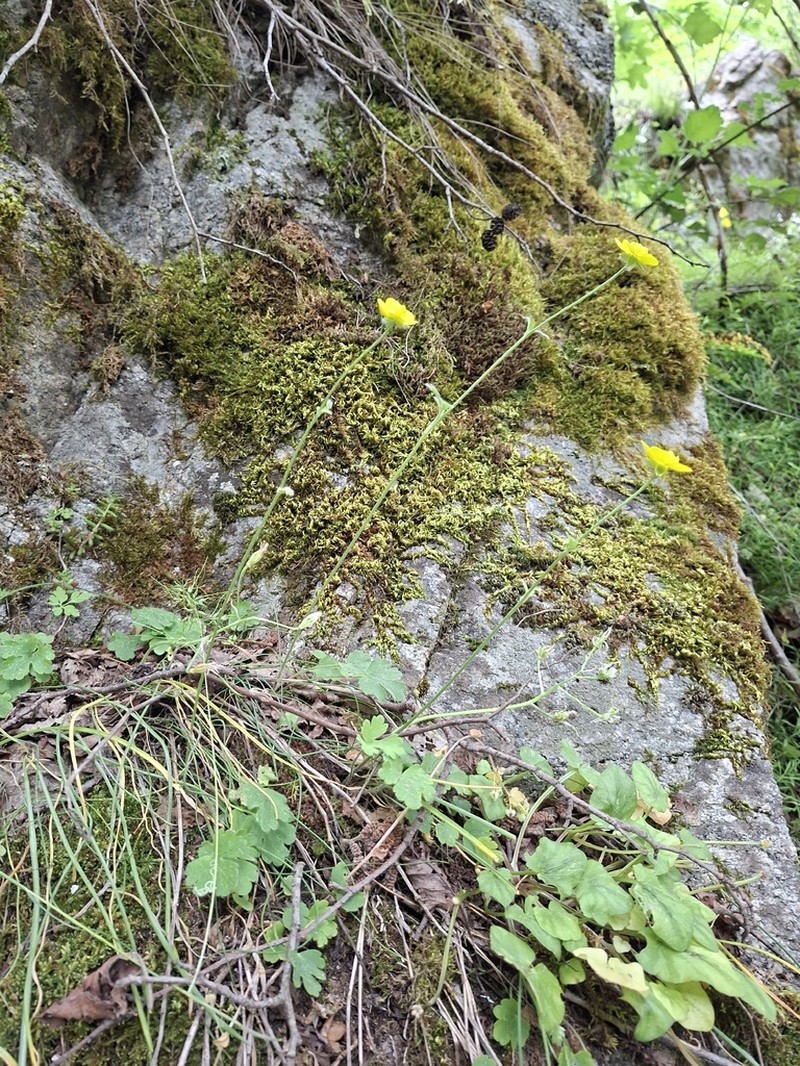 Ranunculus rumelicus