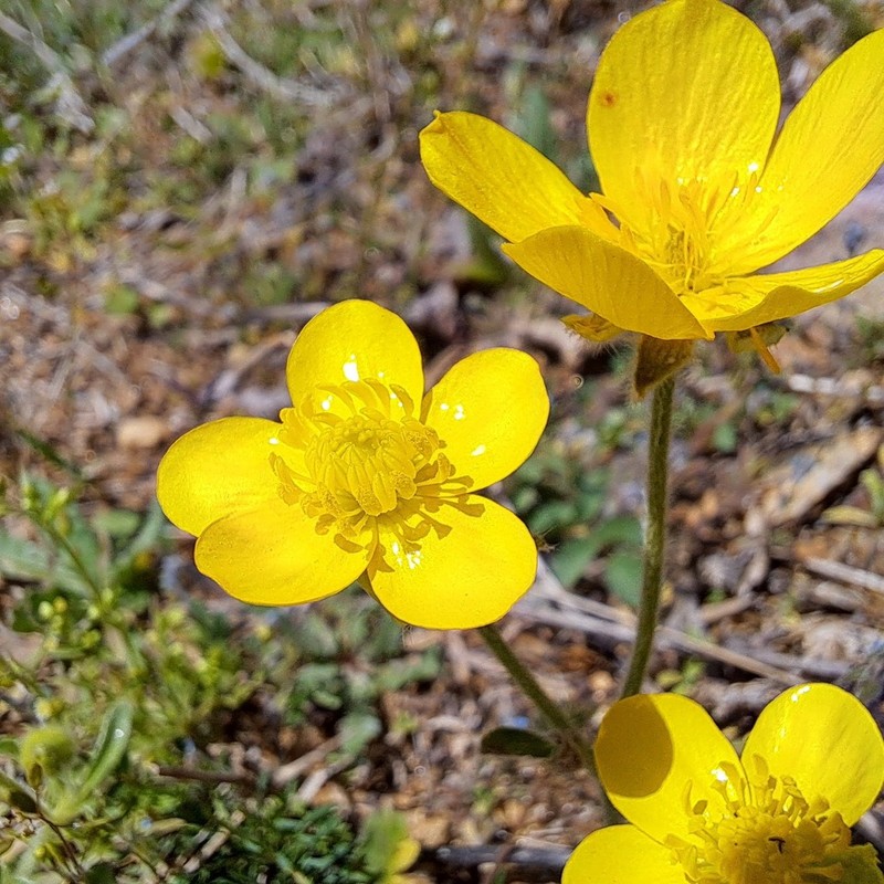 Ranunculus rumelicus photo 2