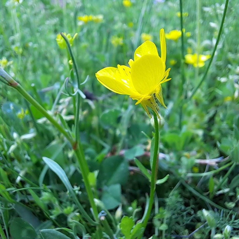 Ranunculus rumelicus photo 3