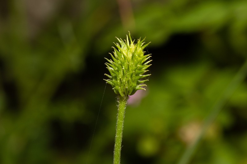 Ranunculus rumelicus photo 4