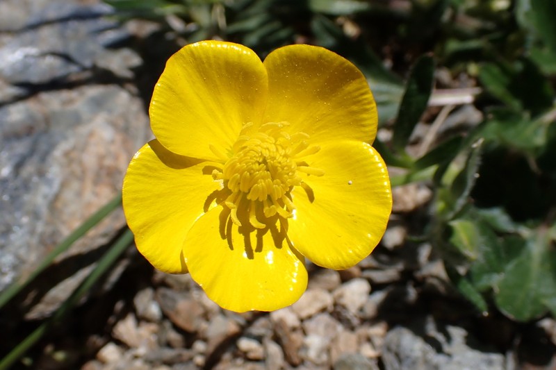 Ranunculus ruscinonensis