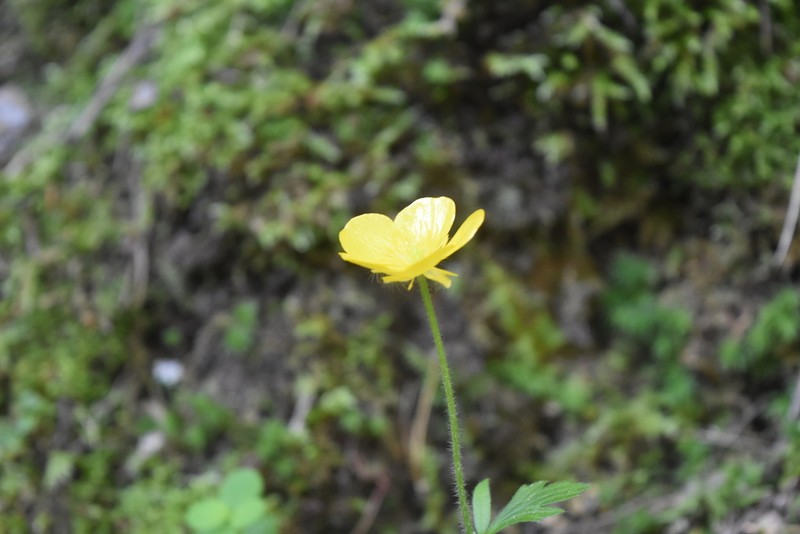 Ranunculus ruscinonensis photo 2