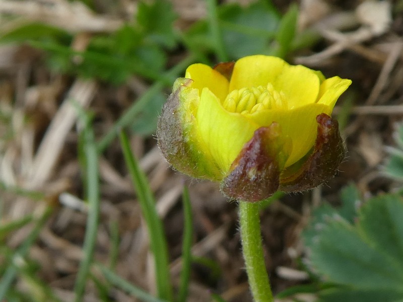 Ranunculus ruscinonensis photo 3