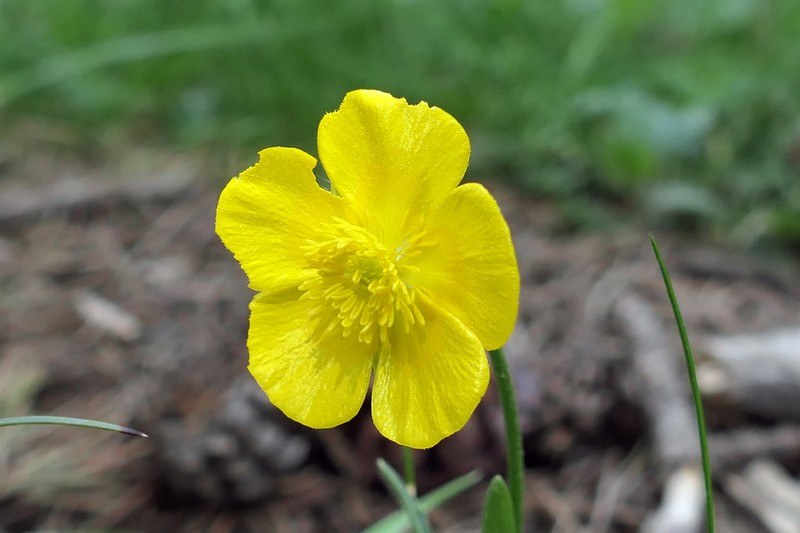 Ranunculus ruscinonensis photo 4