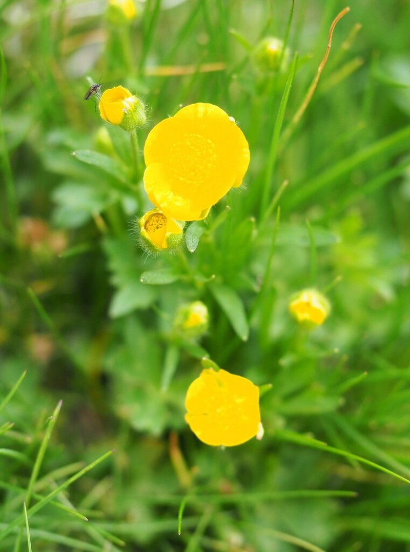 Ranunculus ruscinonensis photo 5