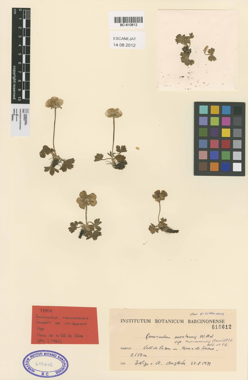 Ranunculus ruscinonensis photo 6