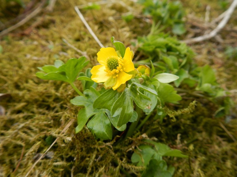Sabine Buttercup photo 2