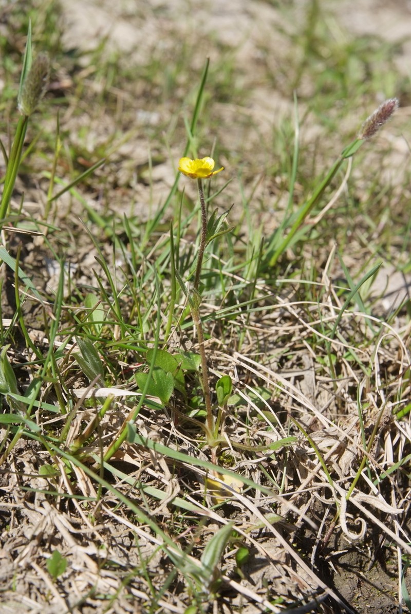 Sabine Buttercup photo 5