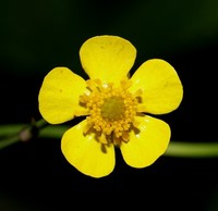 Ranunculus sagittifolius