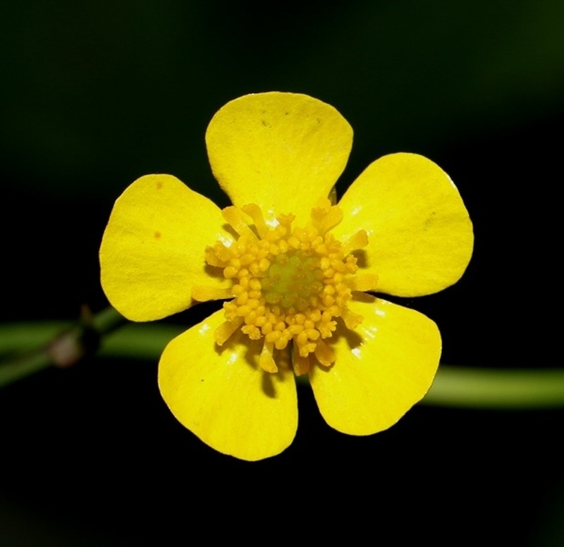 Ranunculus sagittifolius