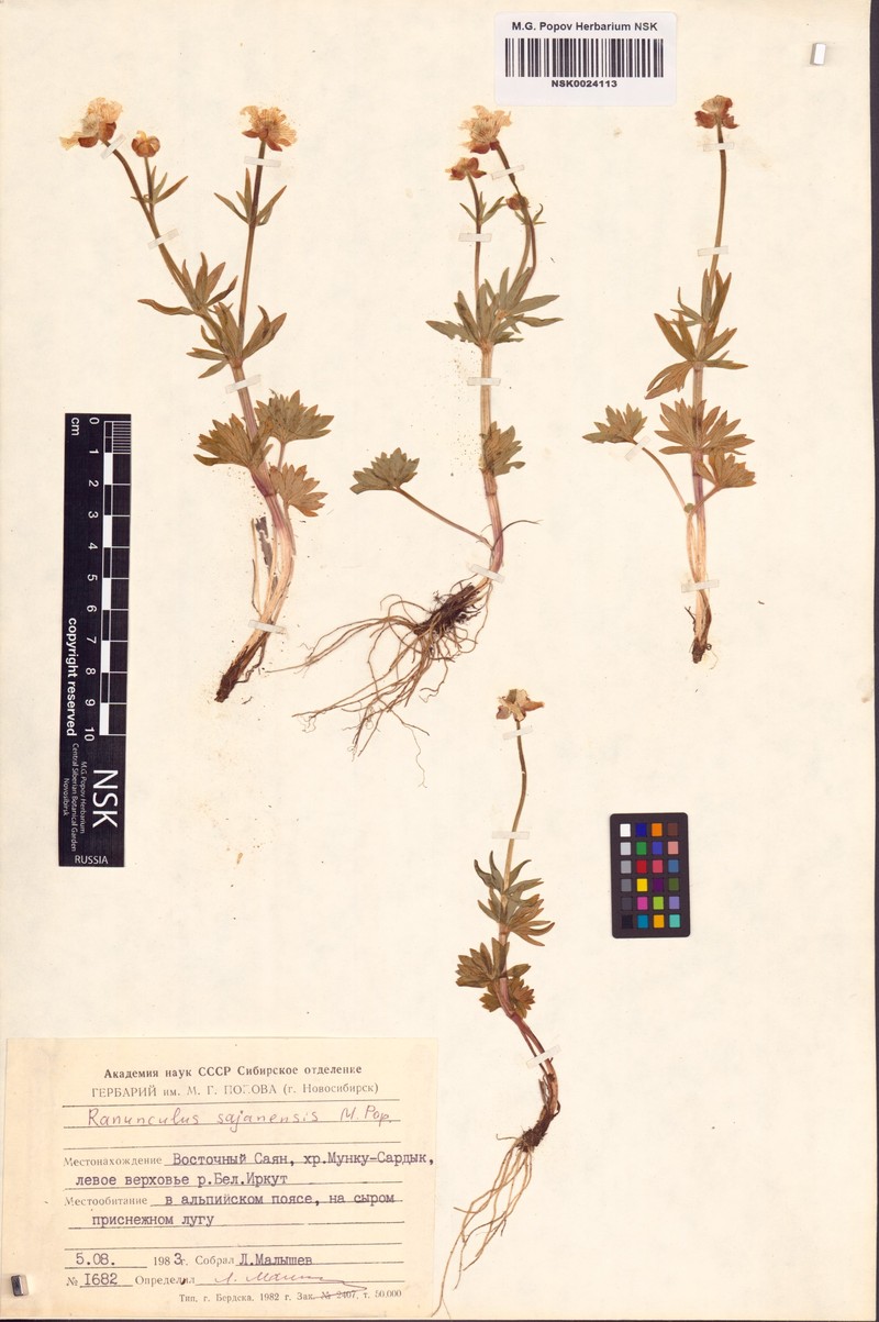 Ranunculus sajanensis