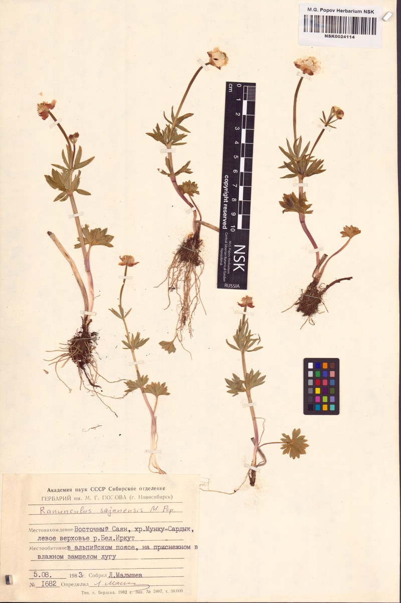 Ranunculus sajanensis photo 2