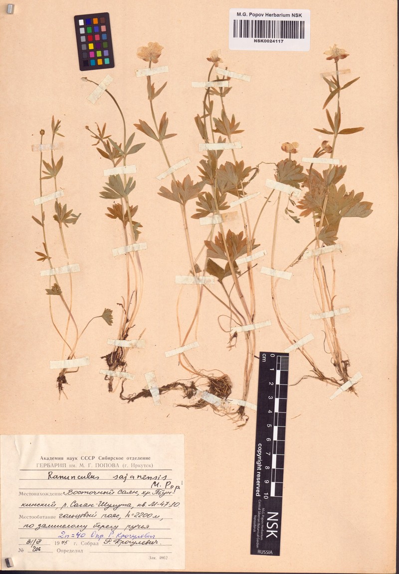Ranunculus sajanensis photo 3