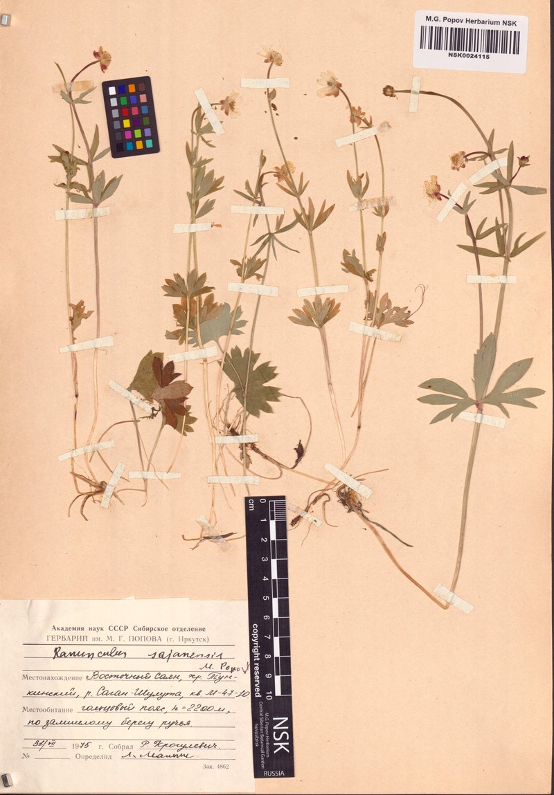 Ranunculus sajanensis photo 4