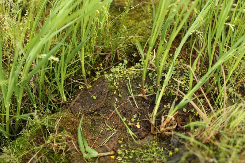 Ranunculus samojedorum