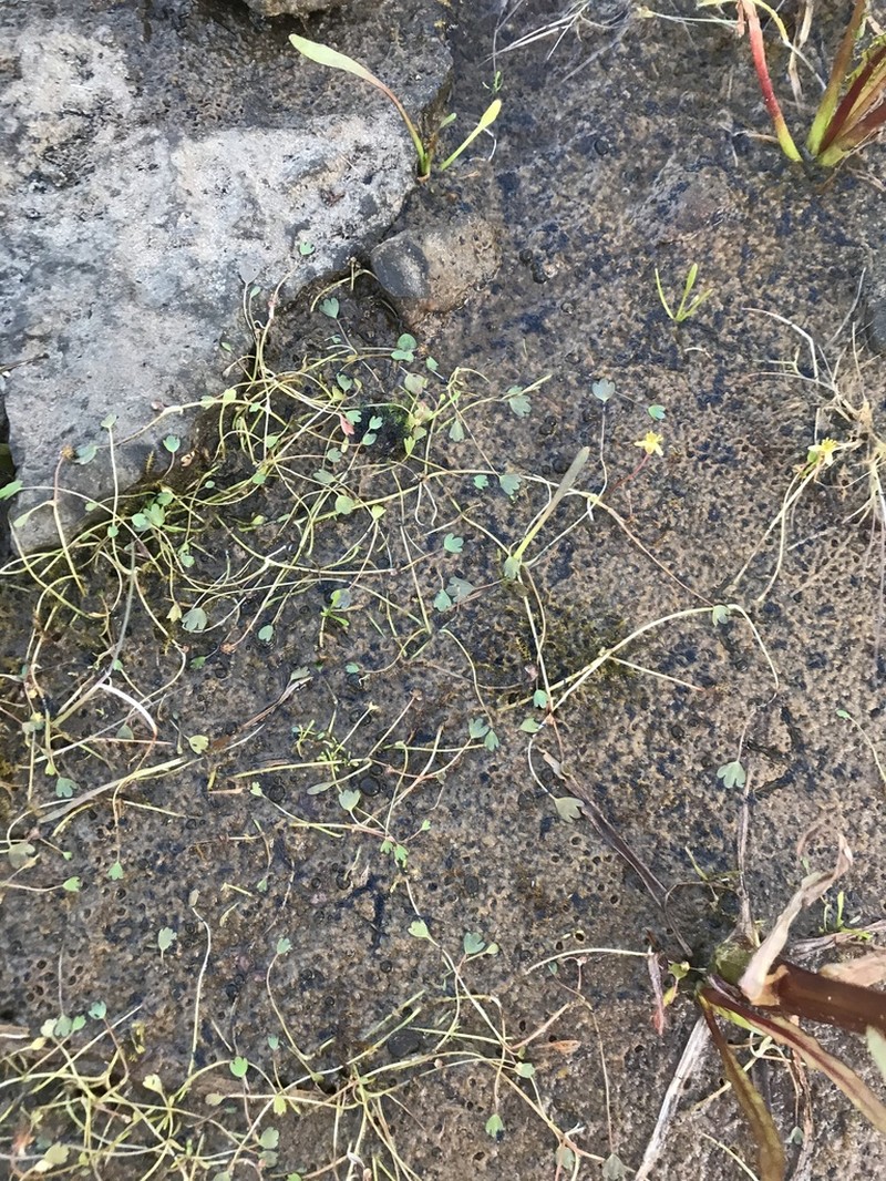 Ranunculus samojedorum photo 2