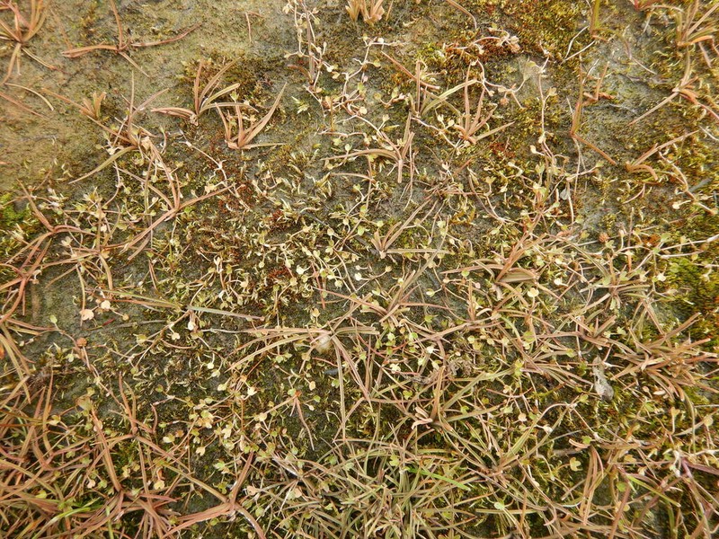 Ranunculus samojedorum photo 3