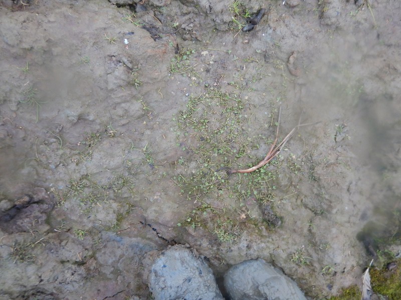 Ranunculus samojedorum photo 5
