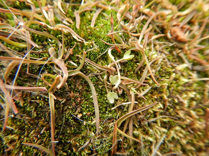 Ranunculus samojedorum photo 7