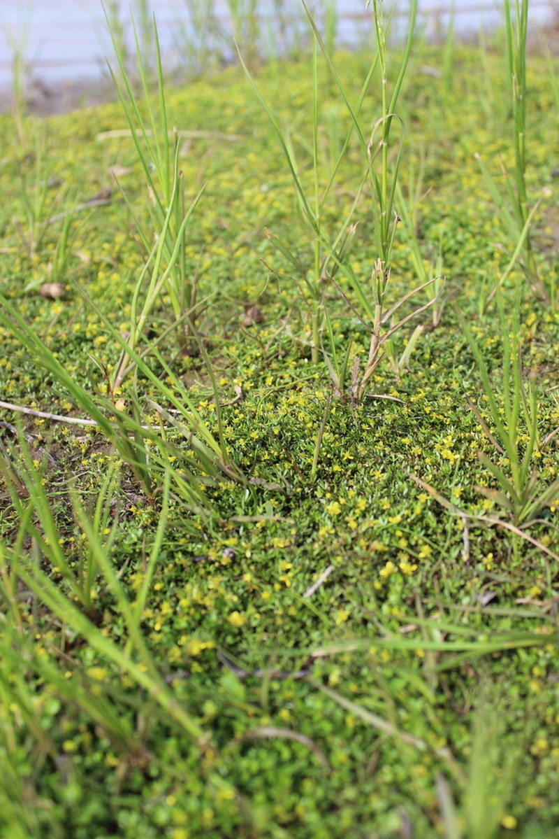 Ranunculus samojedorum photo 8