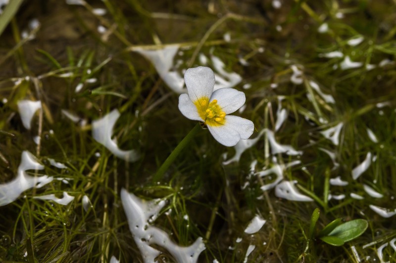 Ranunculus saniculifolius