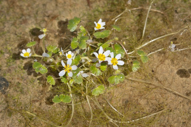 Ranunculus saniculifolius photo 2