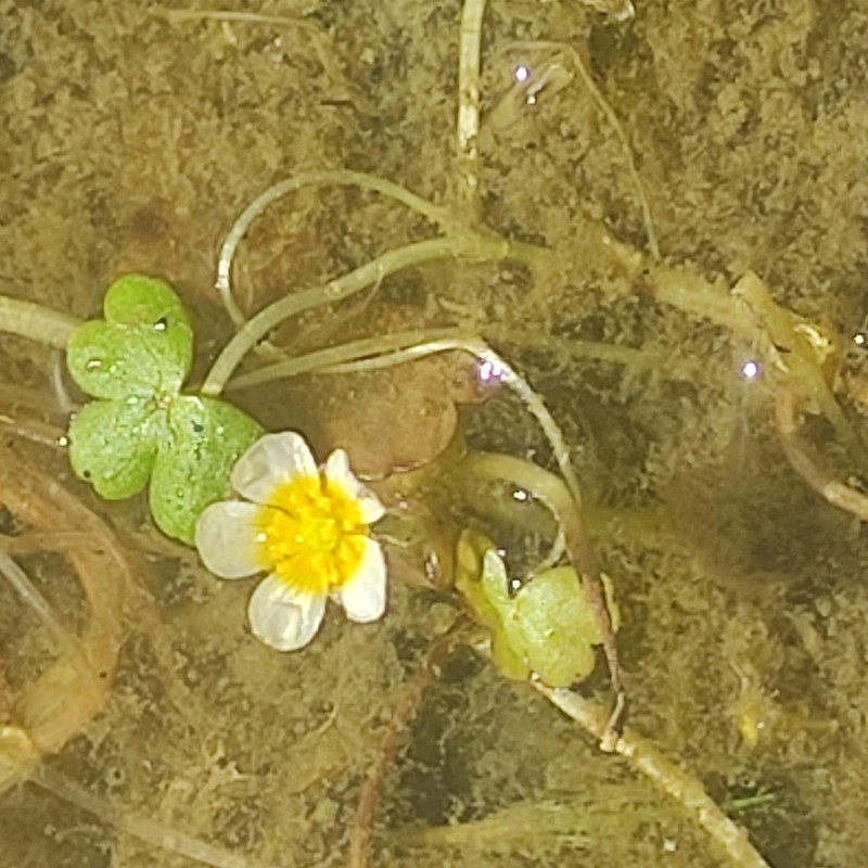 Ranunculus saniculifolius photo 3