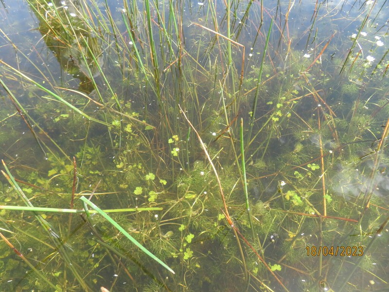 Ranunculus saniculifolius photo 4