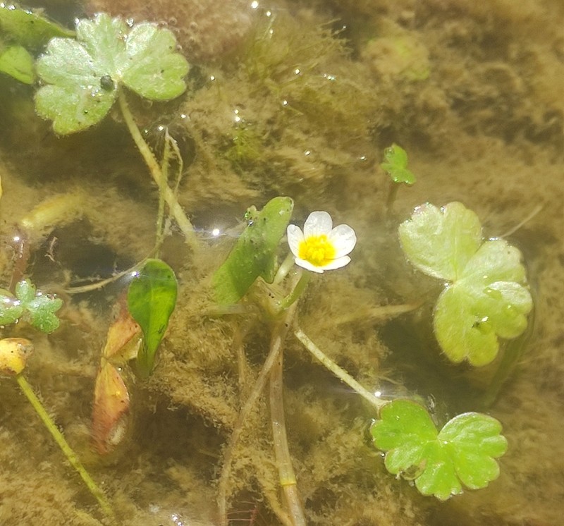 Ranunculus saniculifolius photo 5