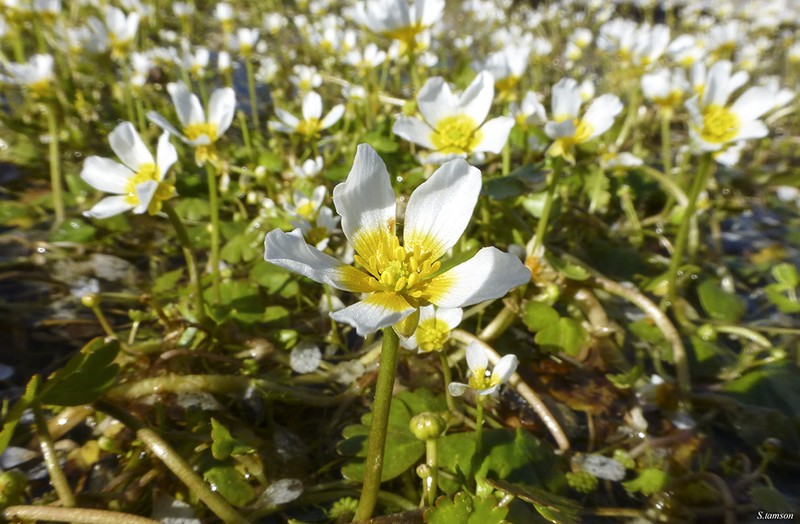 Ranunculus saniculifolius photo 6