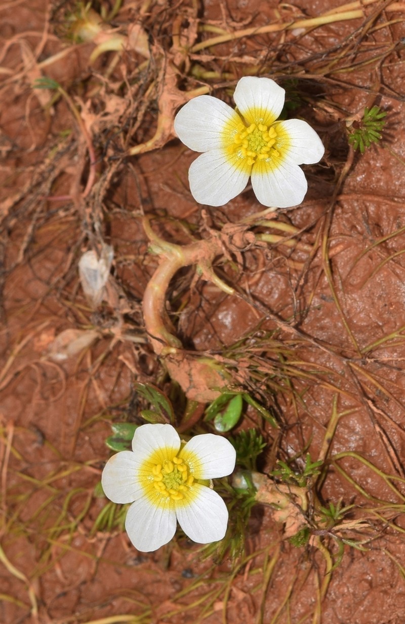 Ranunculus saniculifolius photo 7
