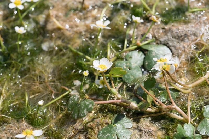 Ranunculus saniculifolius photo 8