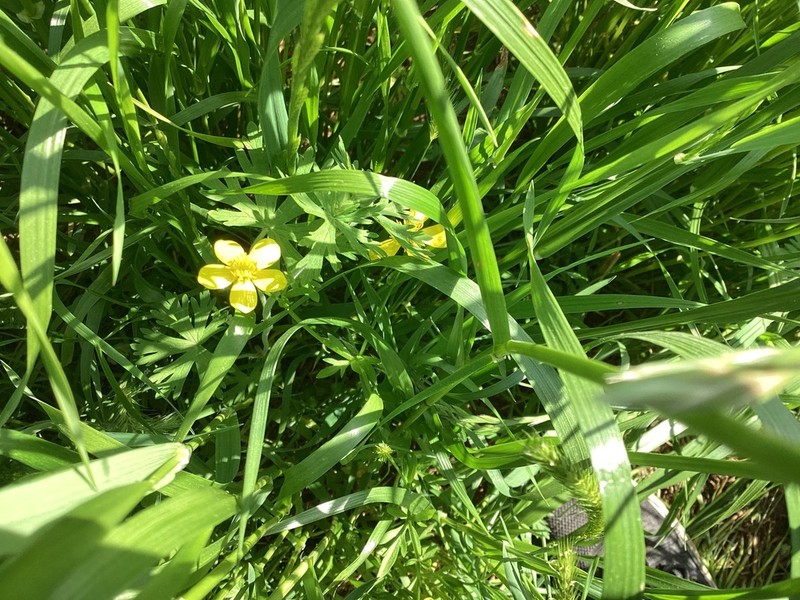 Hairy Buttercup photo 3