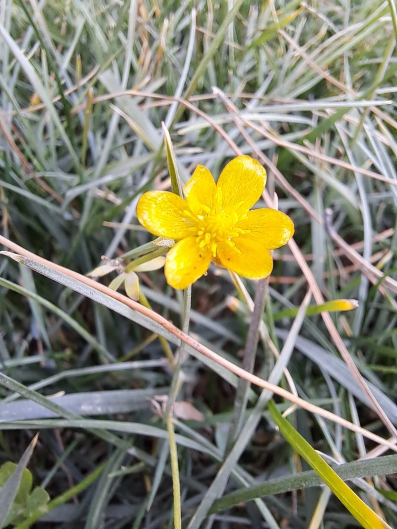 Hairy Buttercup photo 4